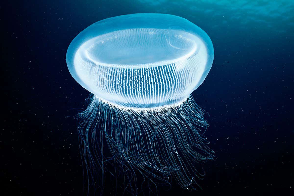 Aequorea Victoria jellyfish