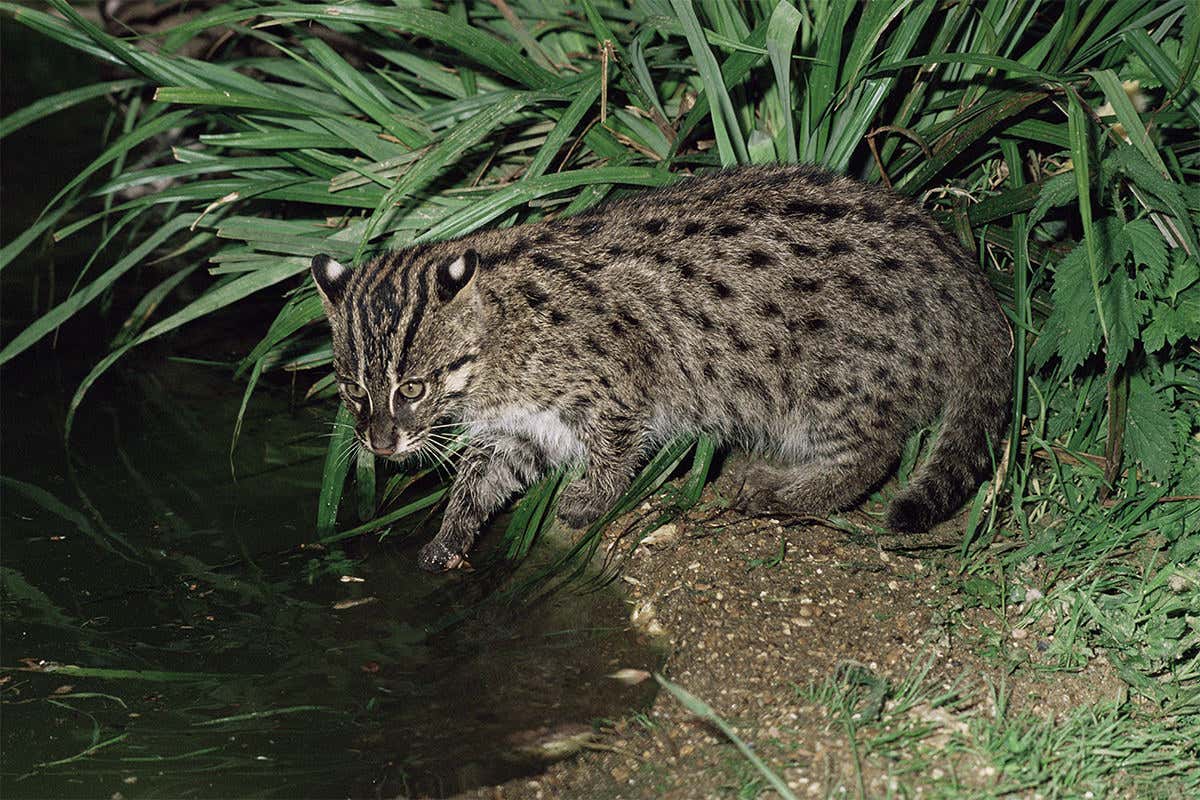 A fishing cat in captivity