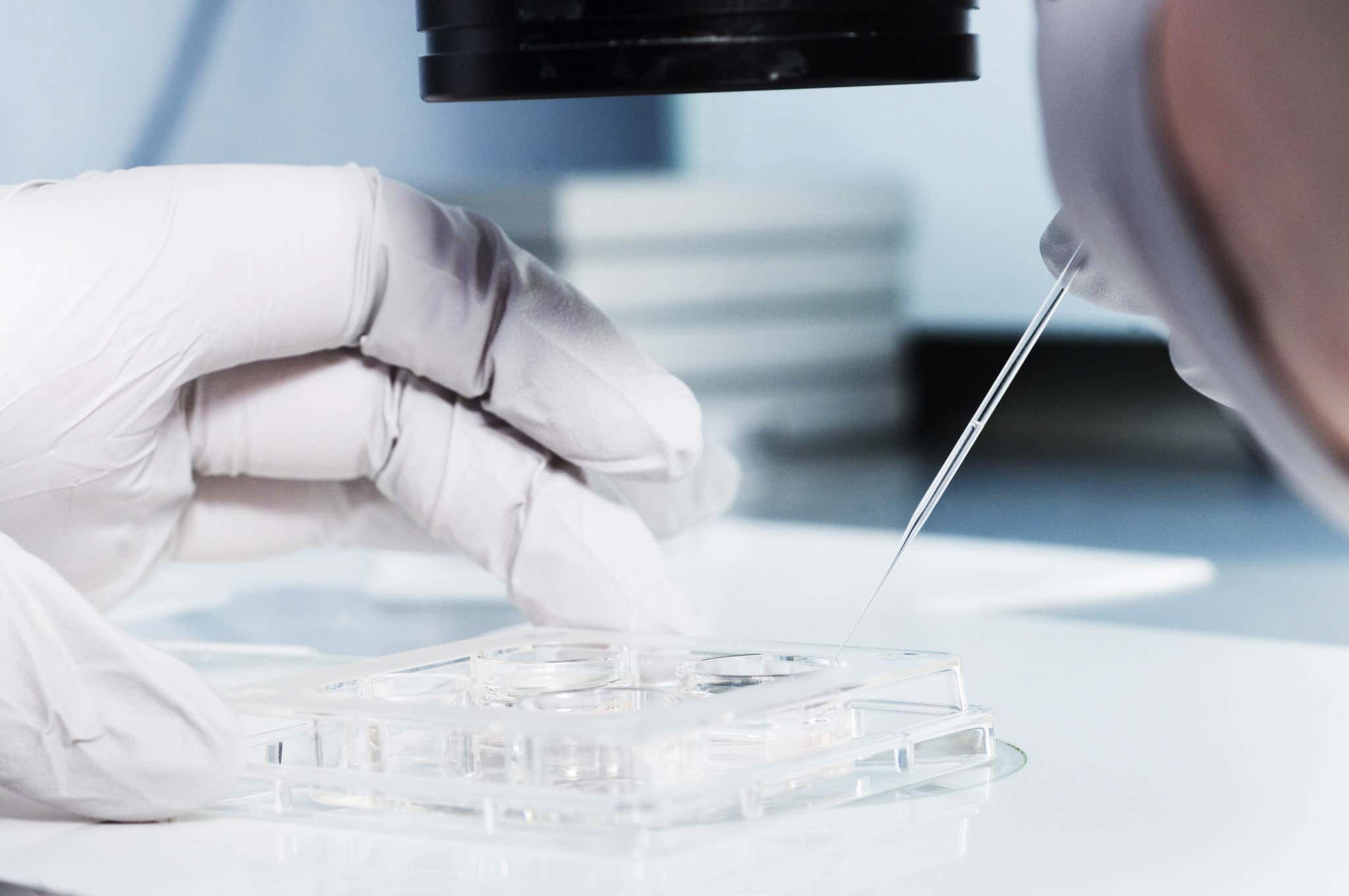 Egg sorting in a petri dish