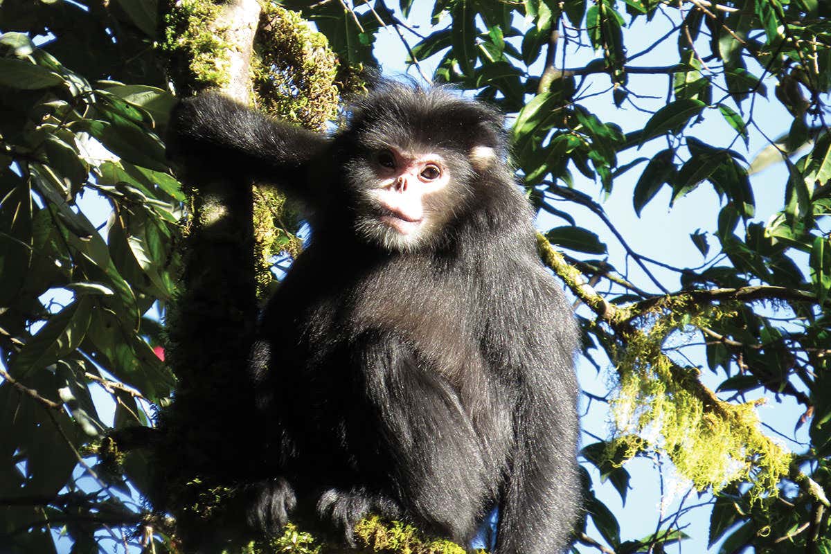 DNA clues: Myanmar snub-nosed monkey