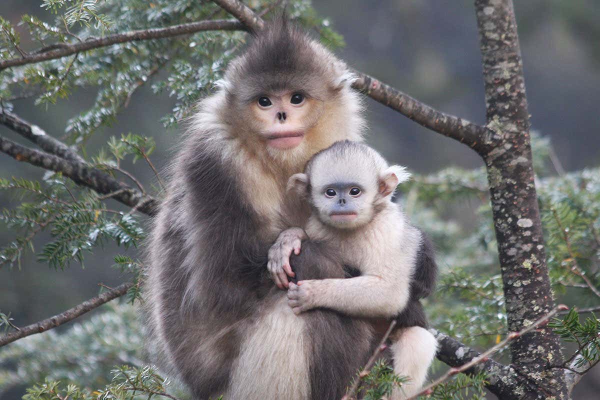 Black snub-nosed monkeys live at a higher altitude than any other primate
