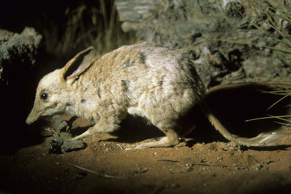 Pig-footed bandicoot