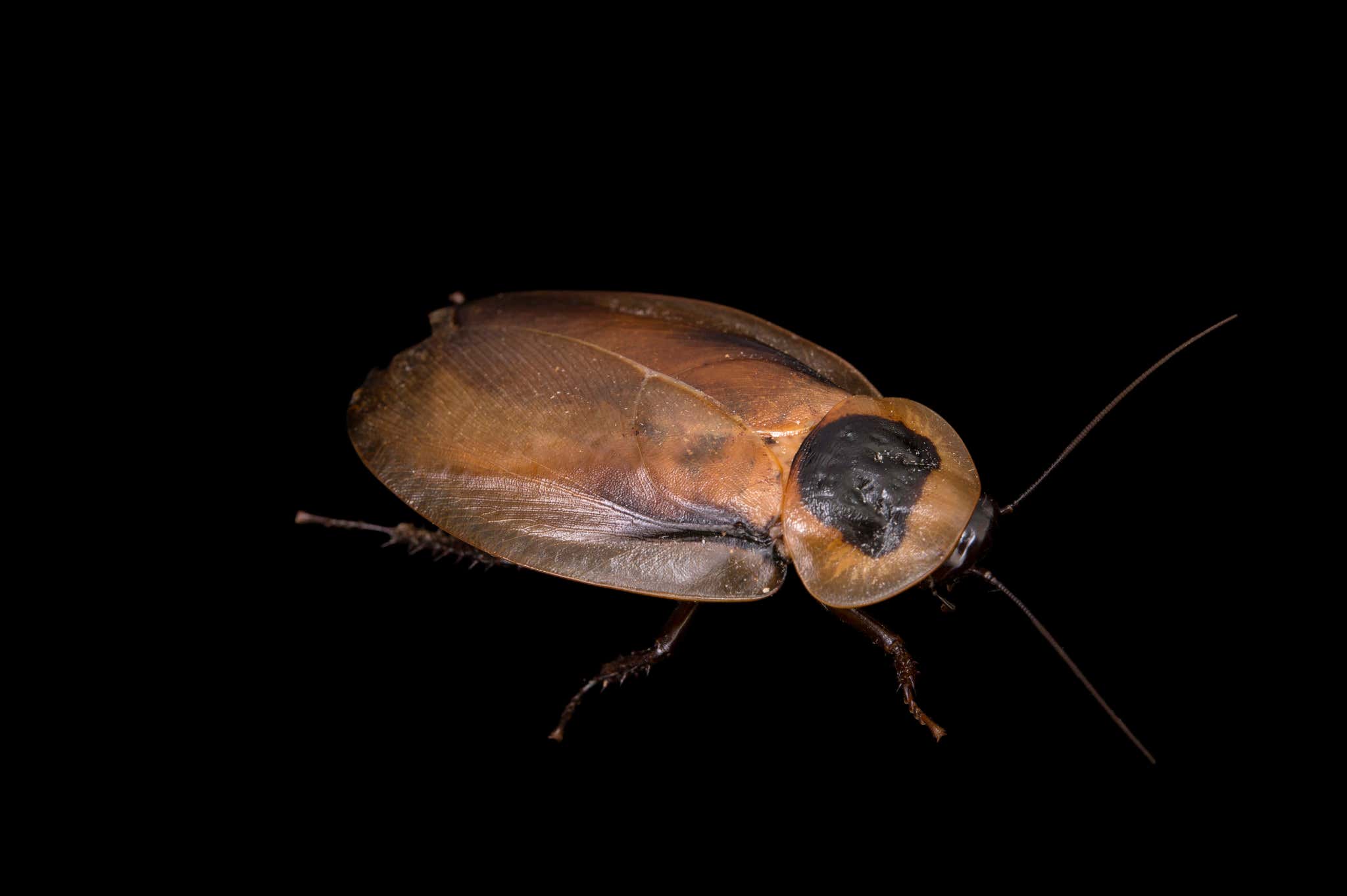 A cockroach