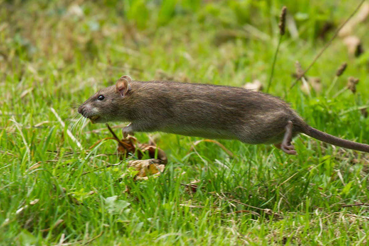 a rat moving fast - all its legs off the grass. it looks very purposeful