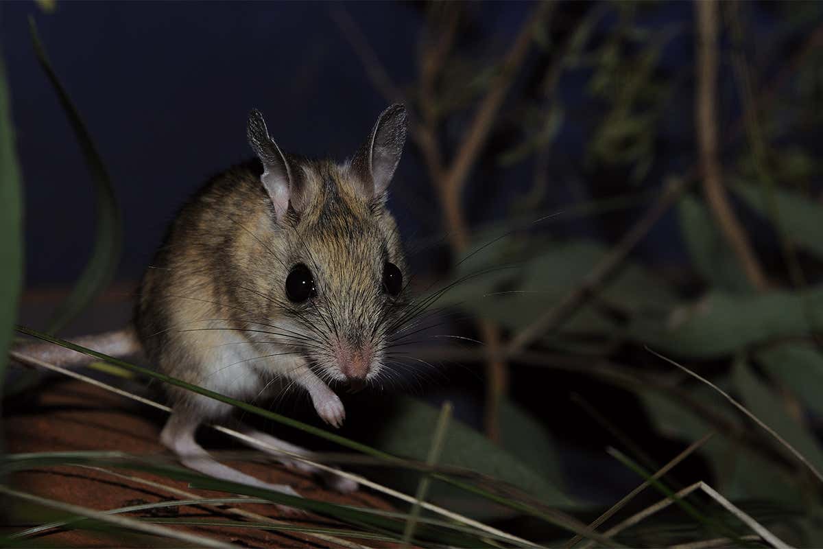 a spinifex hopping mouse - big-eyed marsupial with hoppy legs - in the dark, looking a bit worried