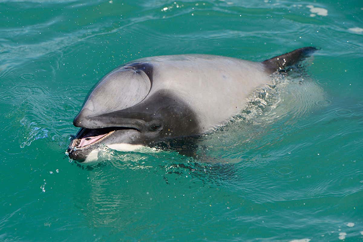 Endangered dolphin with broken blowhole learns to mouth-breathe
