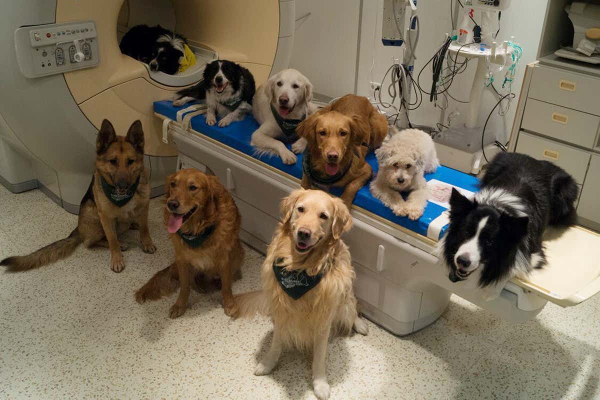 A variety of dogs that were trained to sit still so they could have their brains scanned