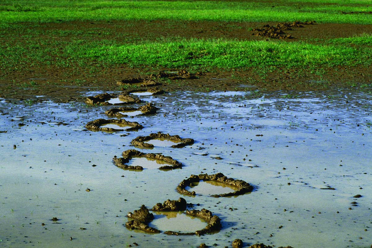 Elephant prints in boggy ground