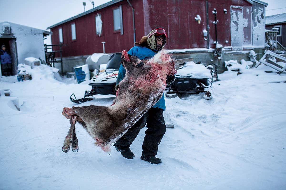 caribou carcass
