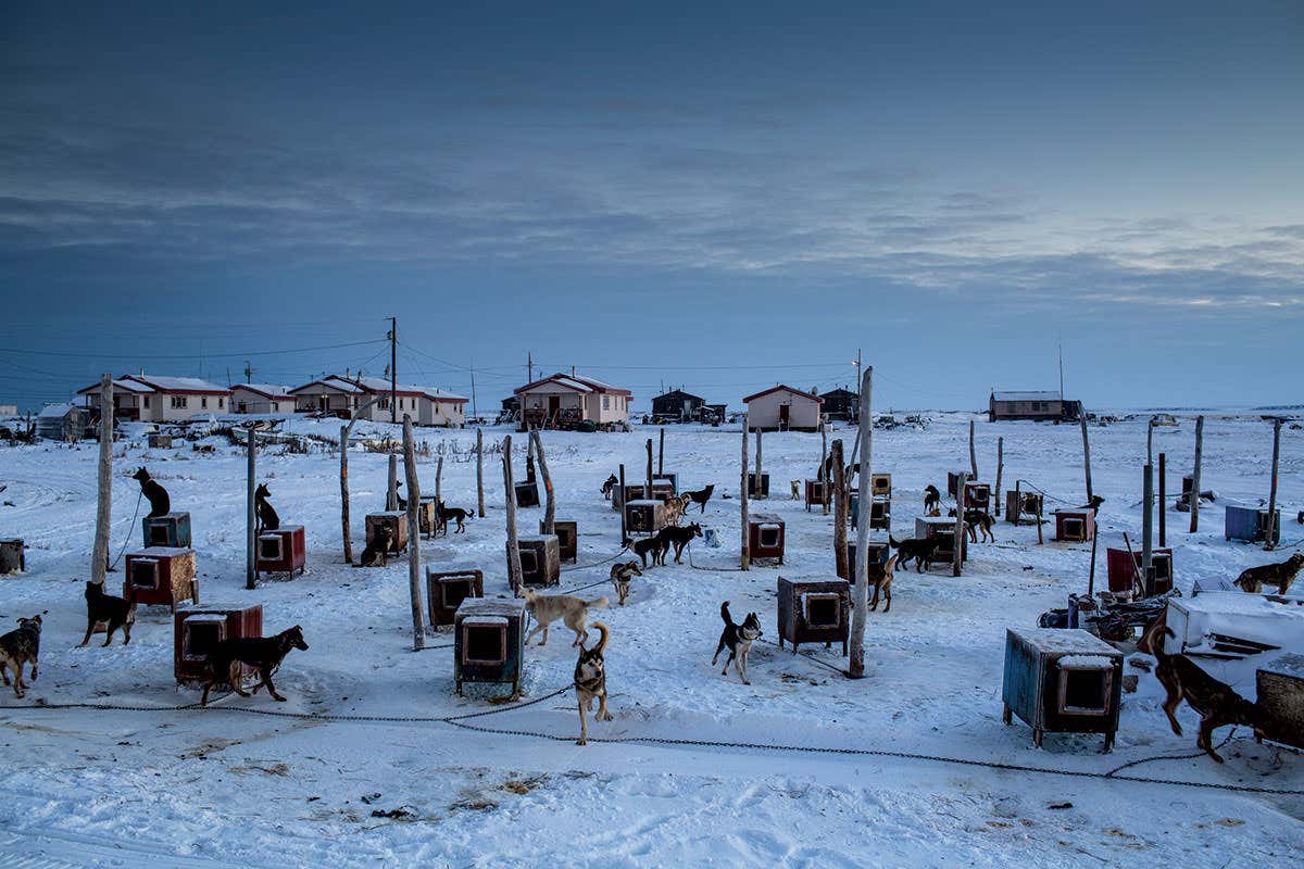 Alskan sled dogs