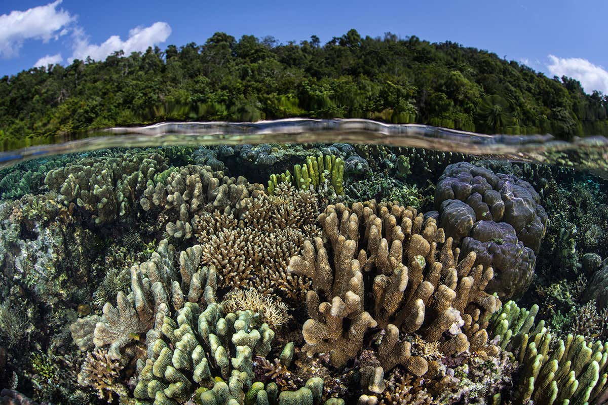 Corals with forest visible above sea surface