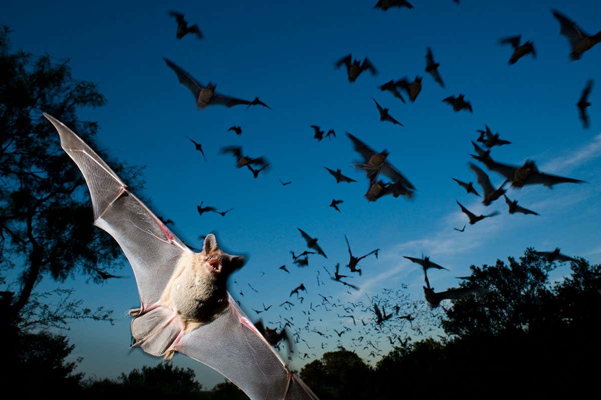 lots of bats in flight at dusk, with one lit up in the foreground
