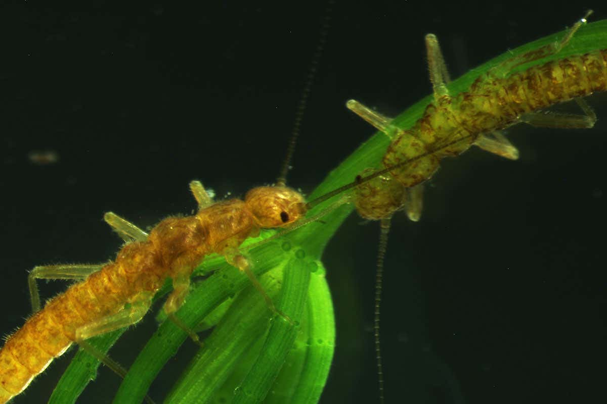 Stonefly lays eggs or has live births depending on the season