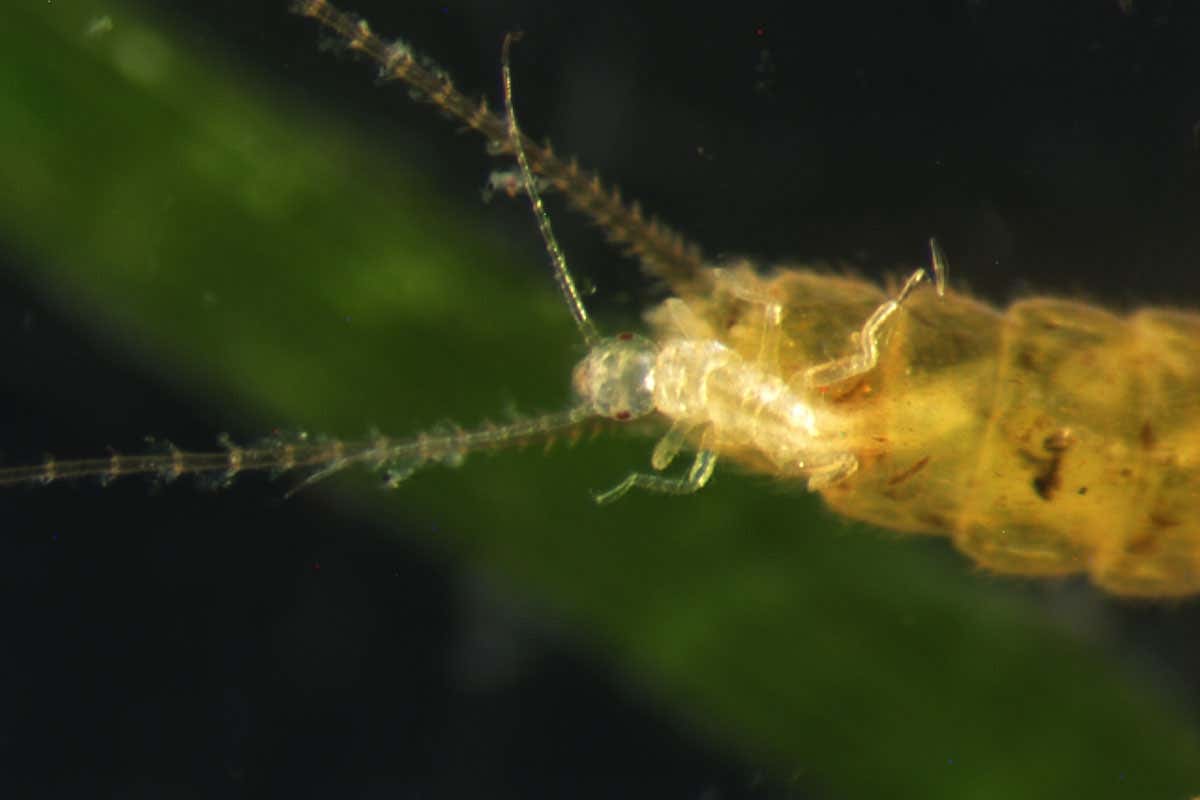 Surprising behaviour: a live stonefly birth