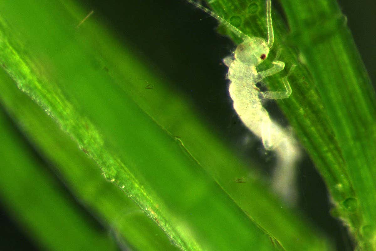 A newborn stonefly nymph