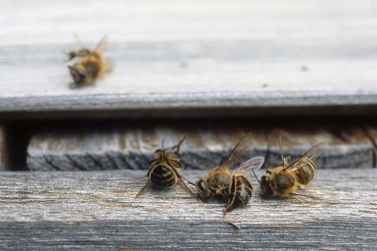 Bees lying prone on planks