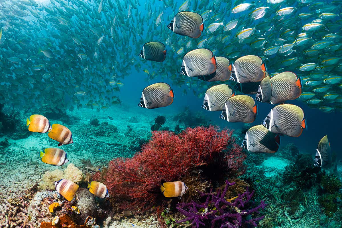 New Scientist. Science news and long reads from expert journalists, covering developments in science, technology, health and the environment on the website and the magazine.