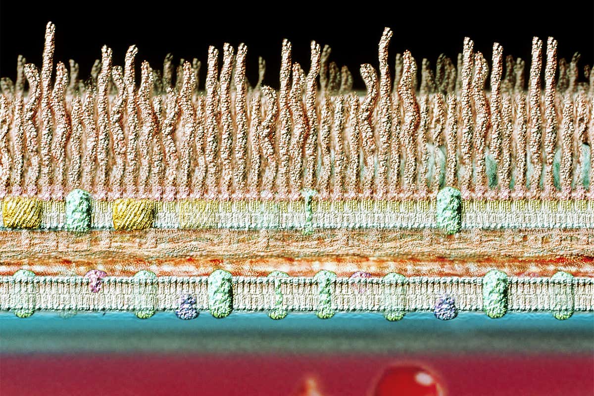 Artwork of bacterium's cell wall, with the exterior at the top