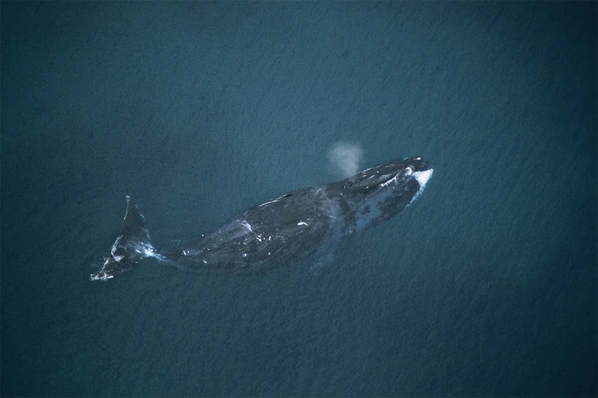 Bowhead whales