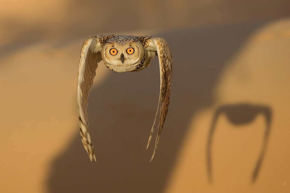 pharaoh eagle-owl