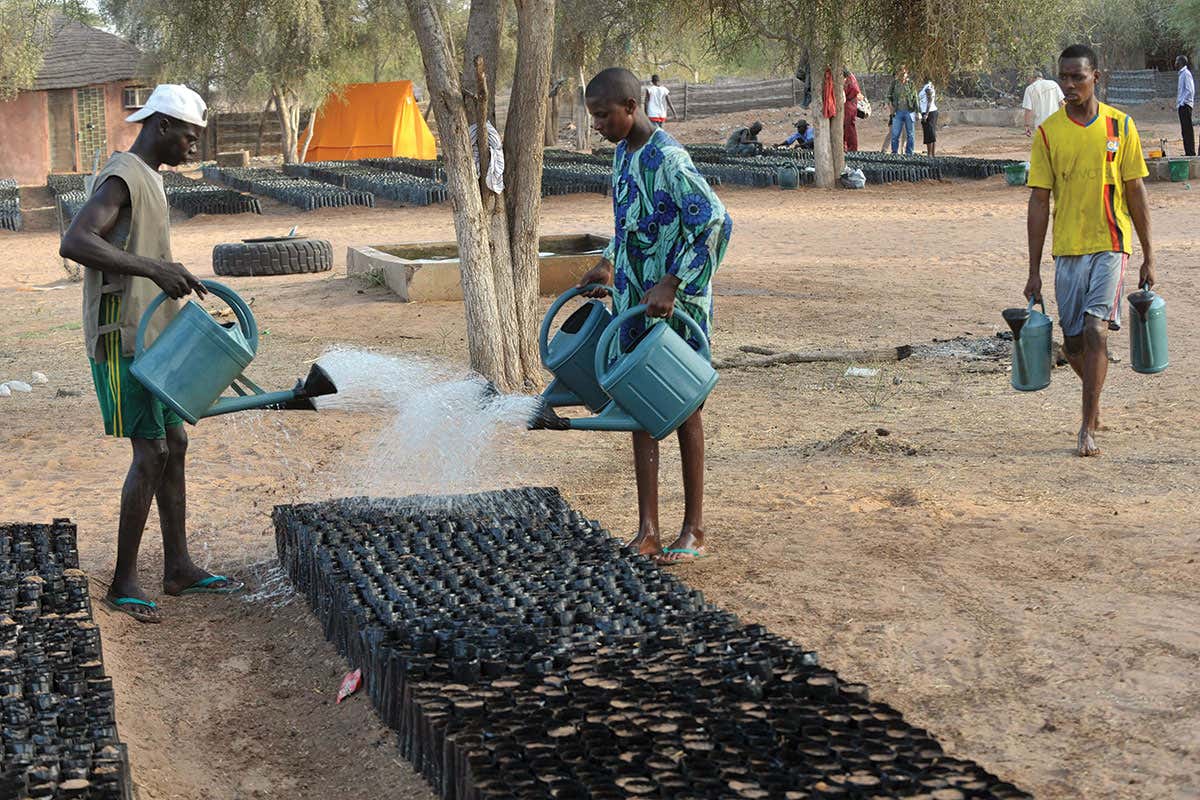workers watering tree nursery