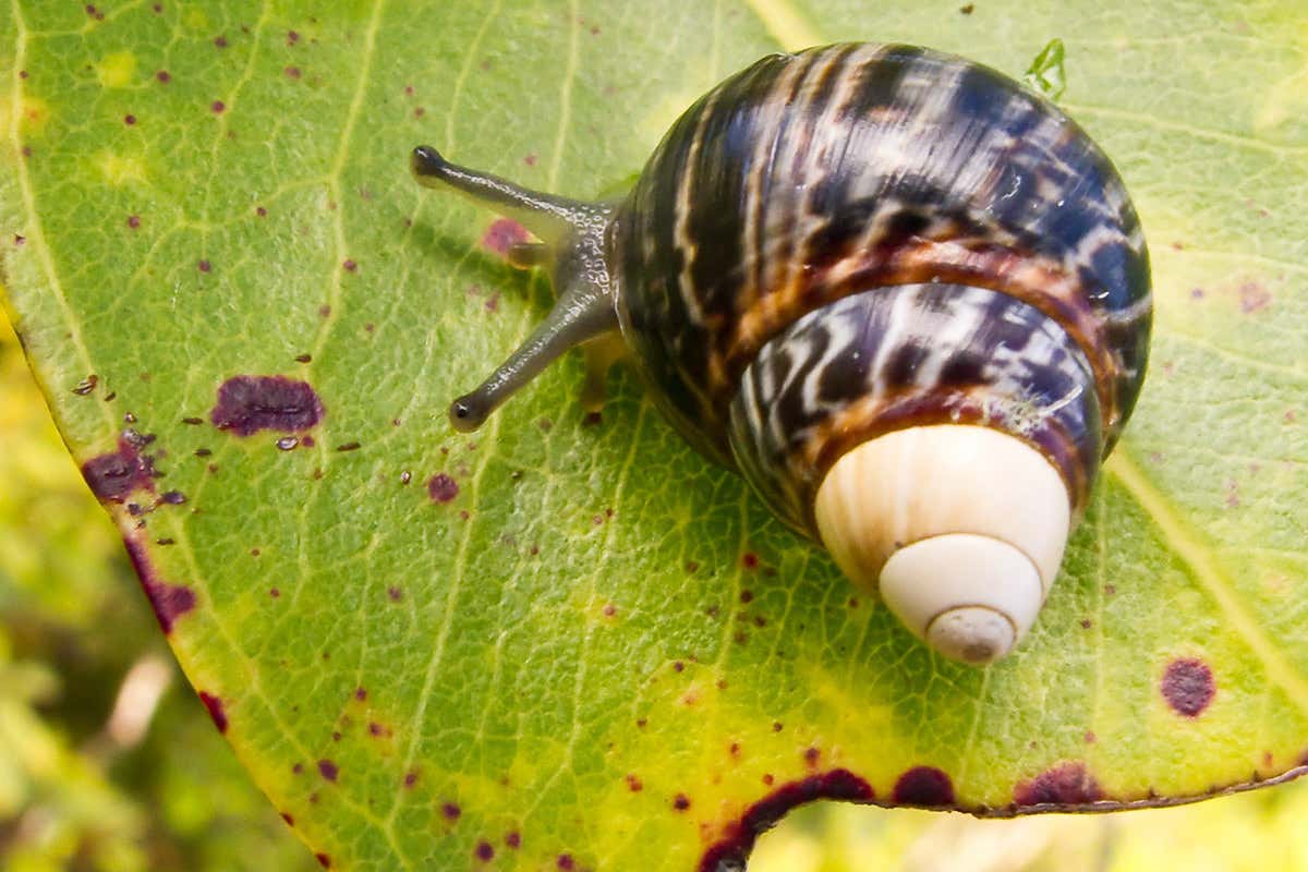 Achatinella mustelina with brown, white-tipped shell
