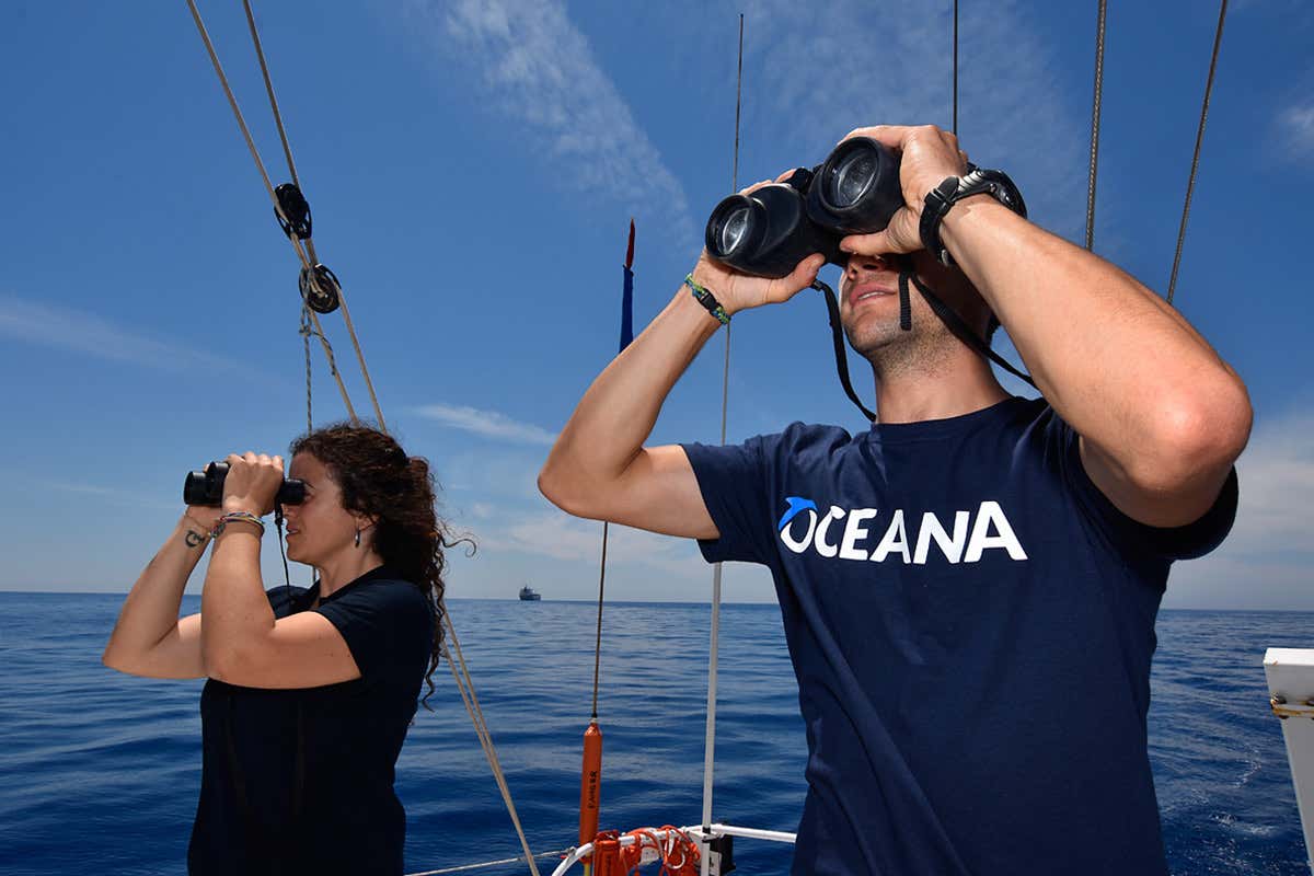 Human activity means sharks are disappearing from the North Sea