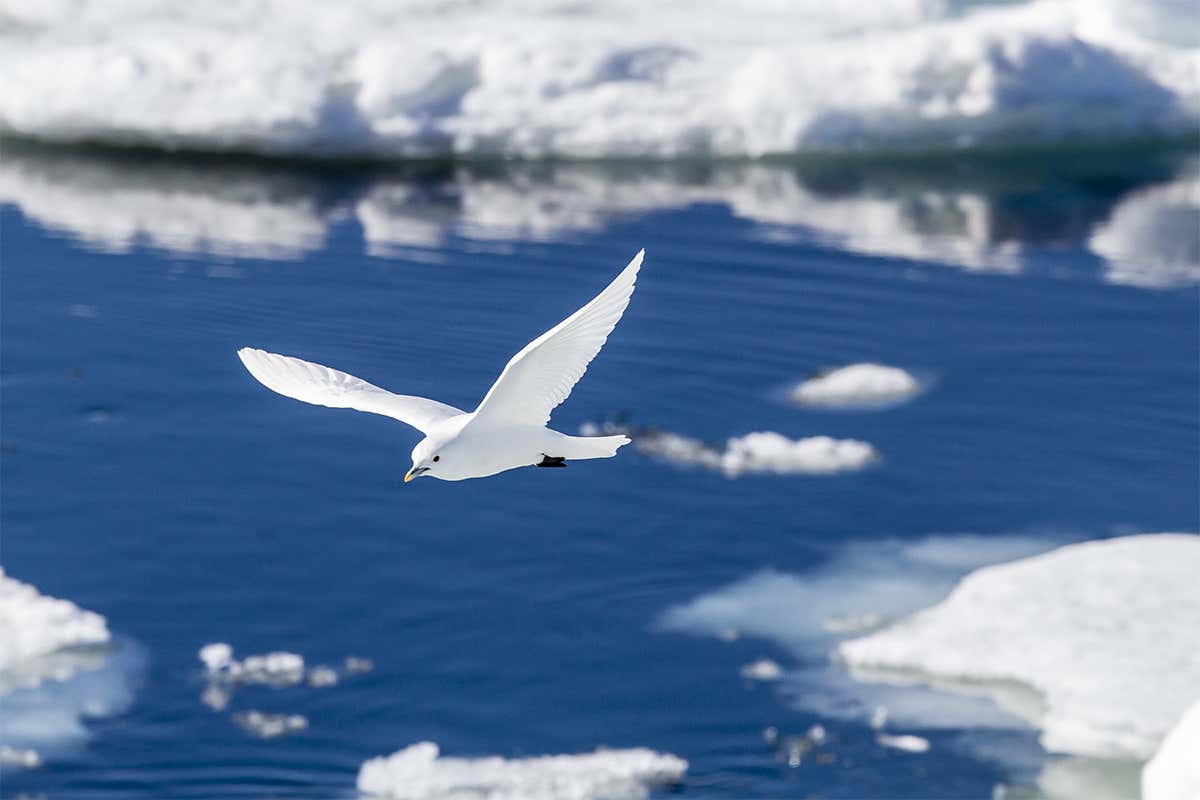 White gull against backdrop of sea and ice
