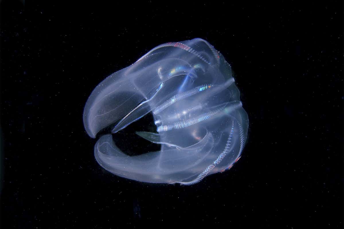 Comb jelly