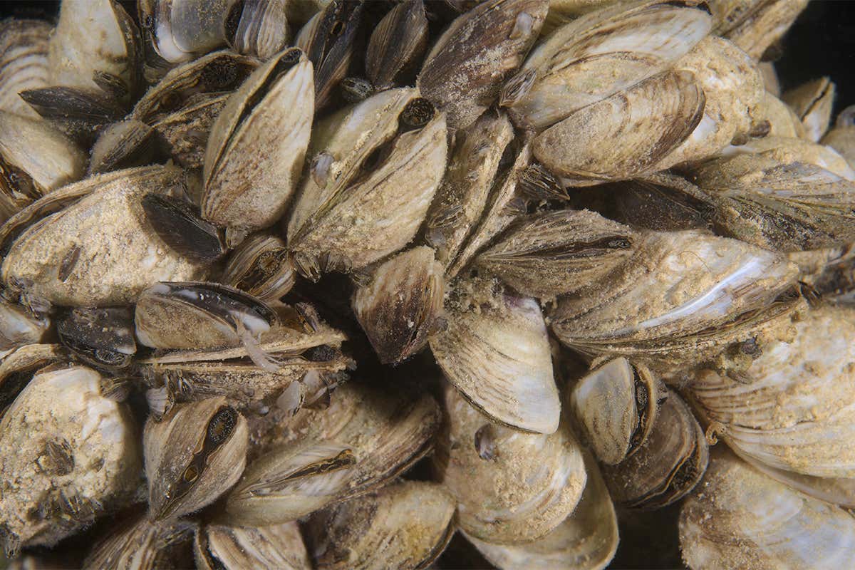 New Scientist. Science news and long reads from expert journalists, covering developments in science, technology, health and the environment on the website and the magazine.