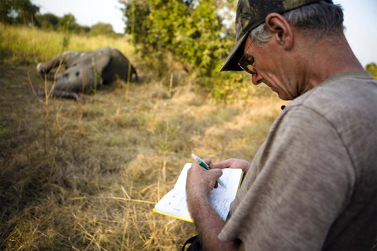 Man takes notes against blurred backdrop showing corpse of large animal in the bush