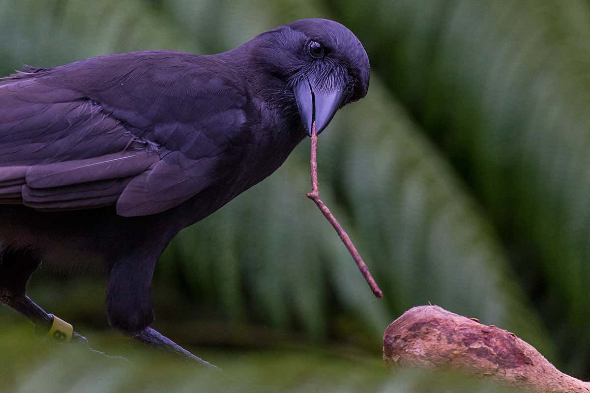 A Hawaiian crow using a stick as a tool