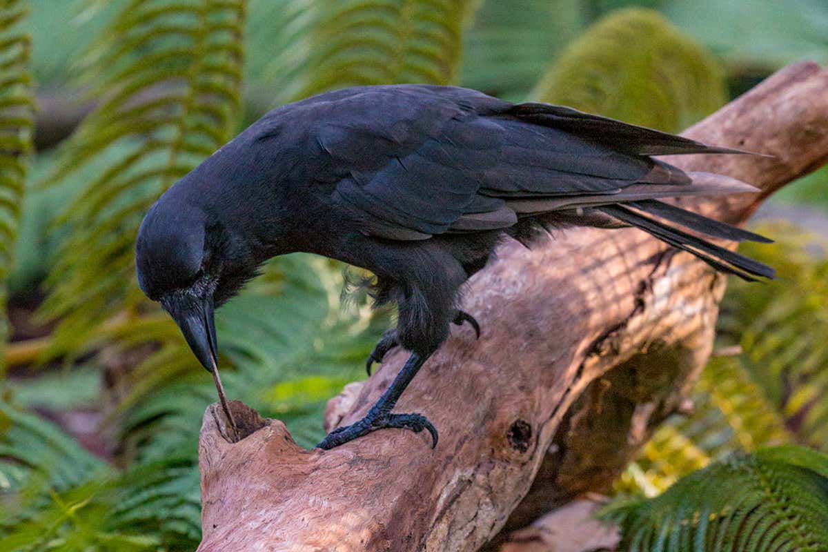 A Hawaiian crow using a stick as a tool