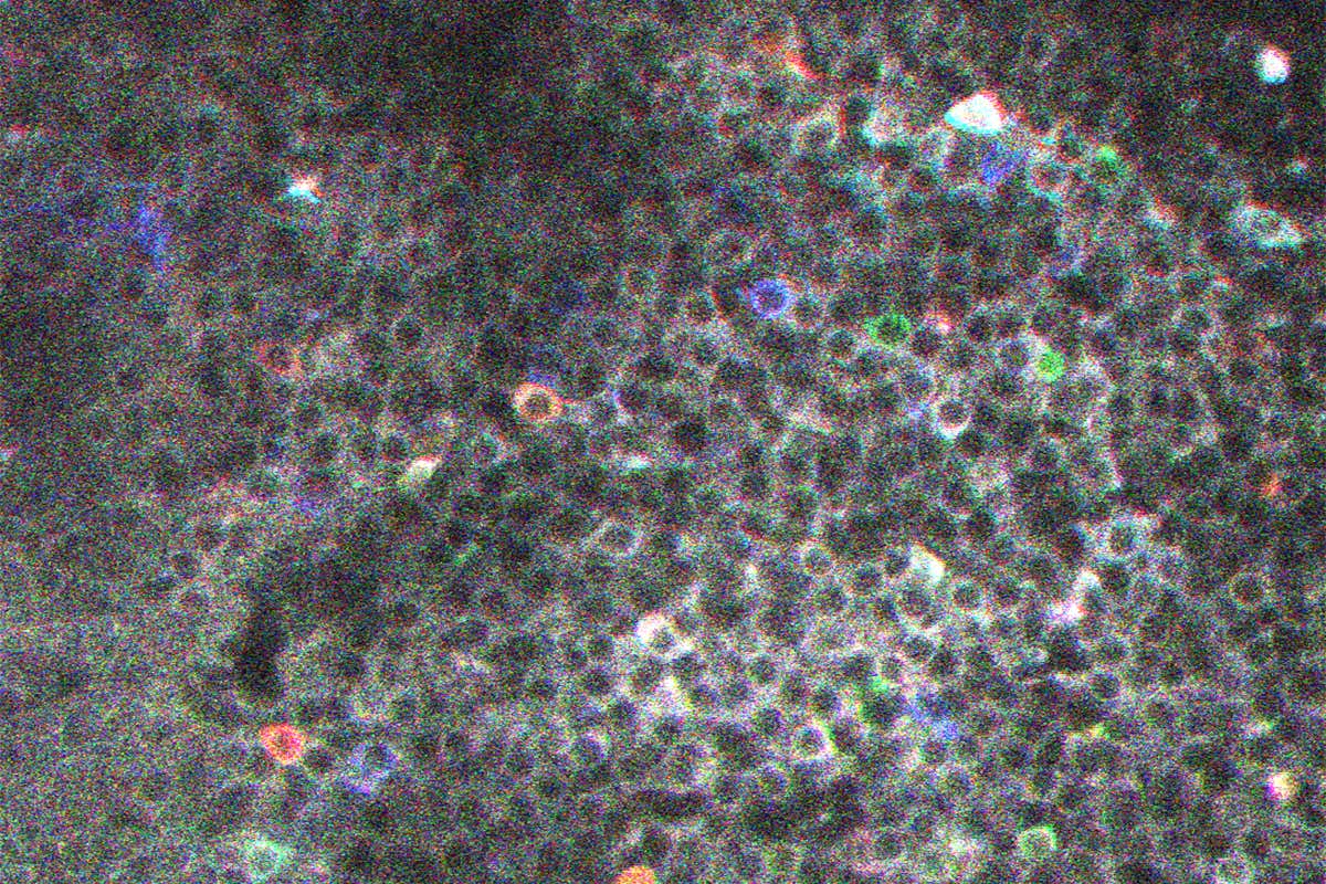 Building blocks of memories seen in brains for the first time