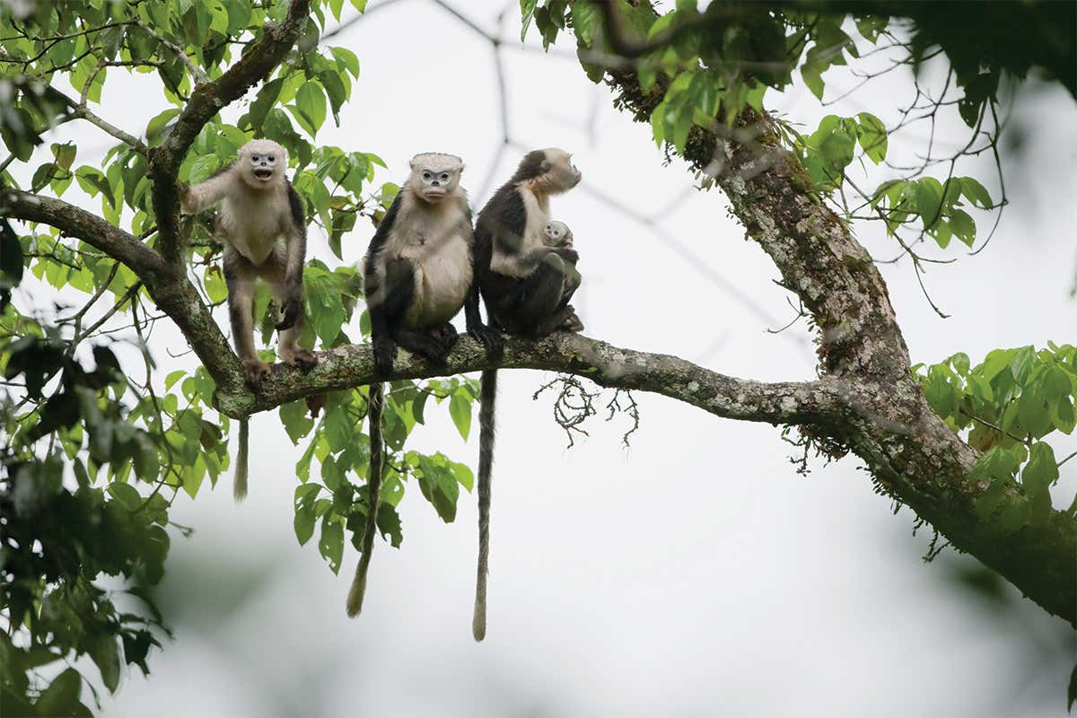 Three snub-nosed monkeys on branch in misty forest