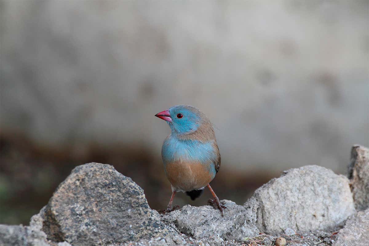 blue-capped cordon-bleu bird