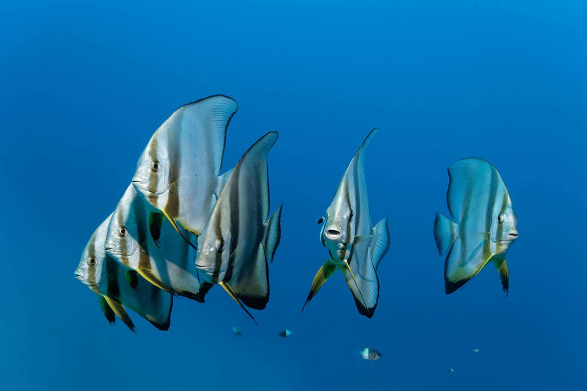Fish recorded singing dawn chorus on reefs just like birds
