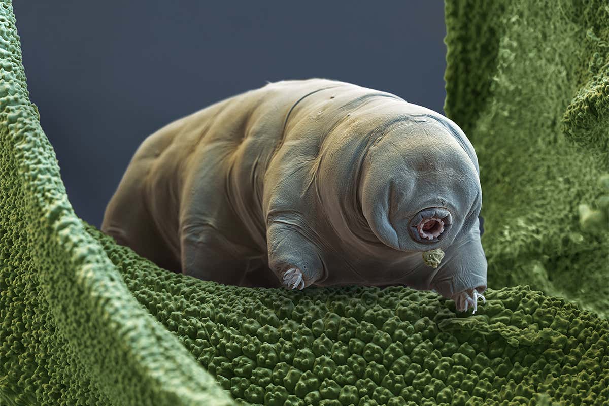 water bear