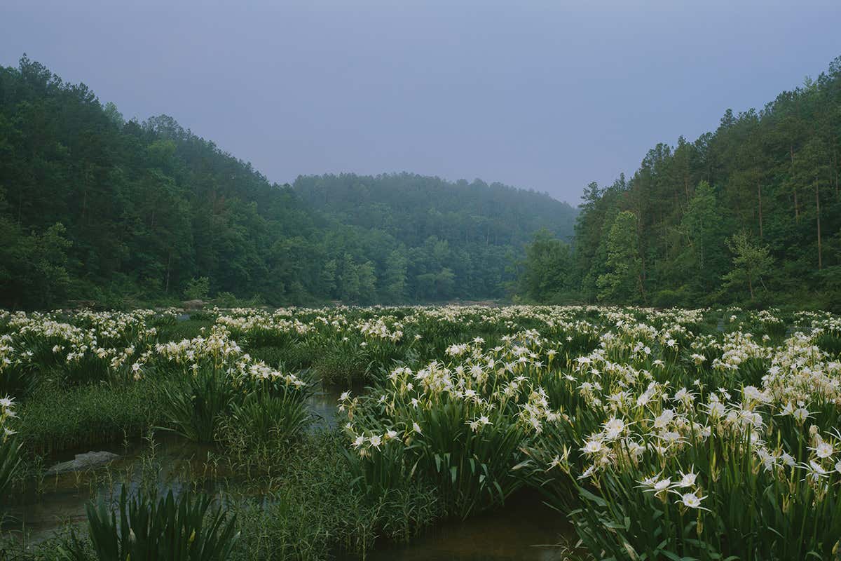 Cahaba lilies are unique to the area
