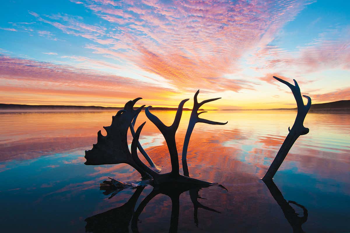 Arctic ice melt is killing birds and will leave caribou stranded