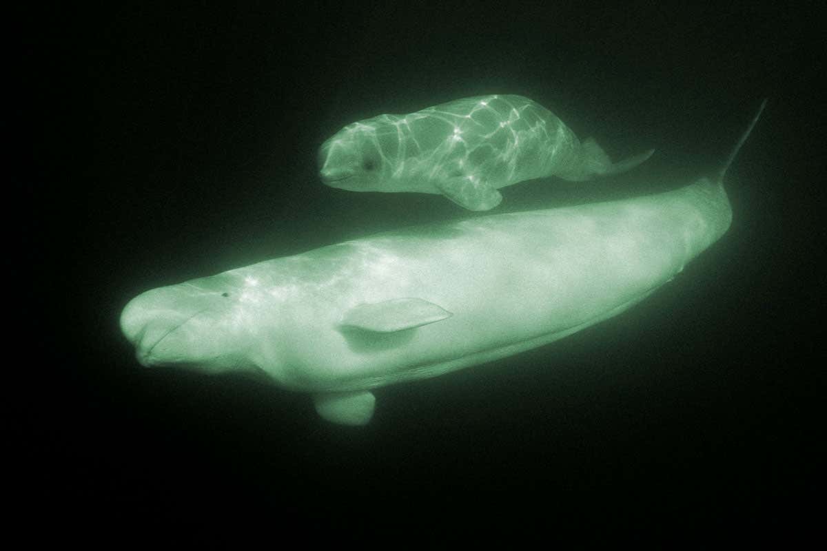 Baby beluga and parent