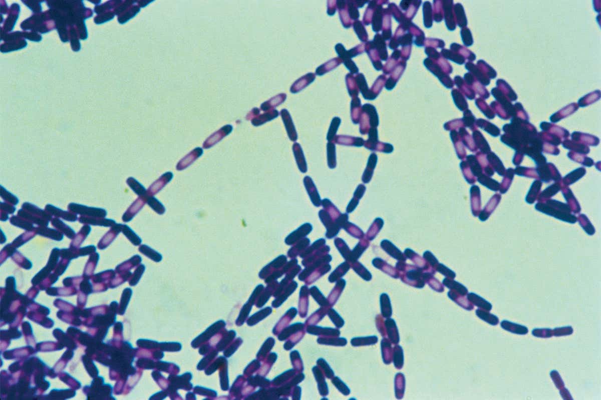 bacterial spores