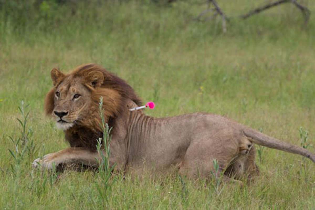 Lioness with dart