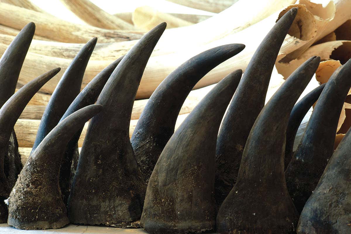 Plethora of rhino horn