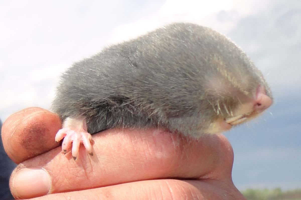 Refugee fence and solar plant may wipe out one of rarest mammals