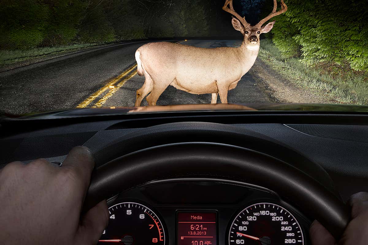 deer seen through car window