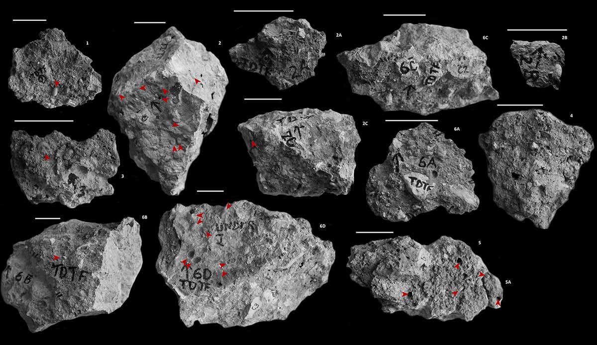 Fragments of fossilised bee's nest
