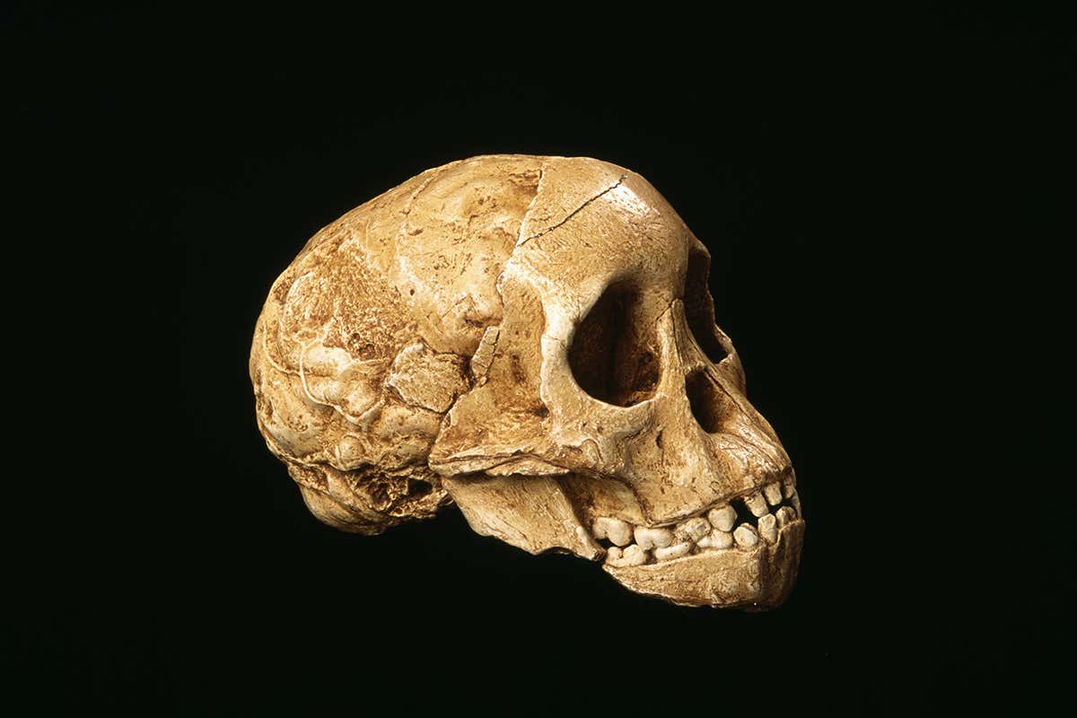 Taung Child