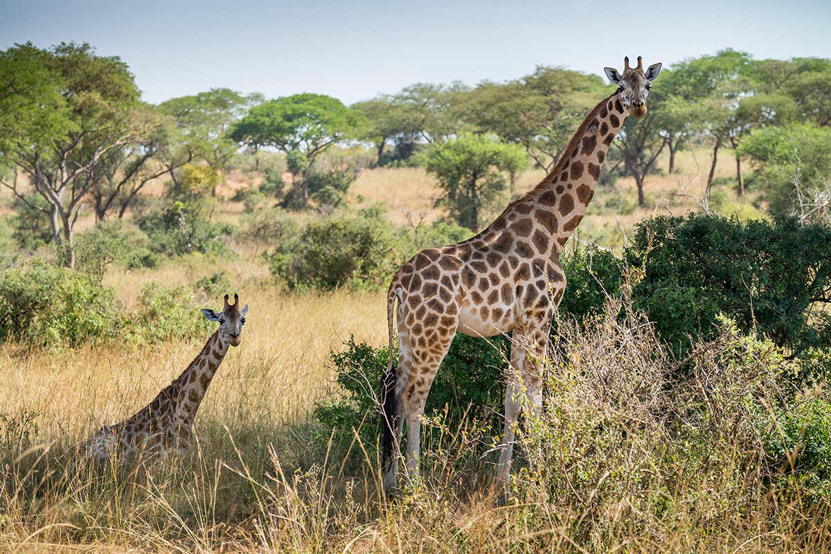 Rothschild's giraffe in Murchison Falls, Uganda