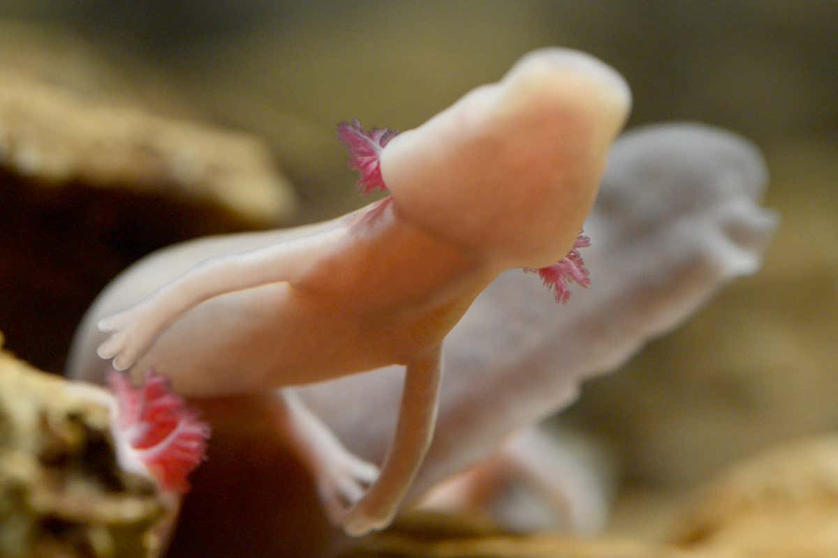 Pink salamander without eyes